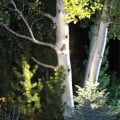 LED Triple Module Landscape Tree Light In Use
